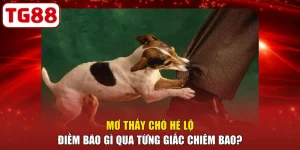 Mơ Thấy Chó Hé Lộ Điềm Báo Gì Qua Từng Giấc Chiêm Bao?